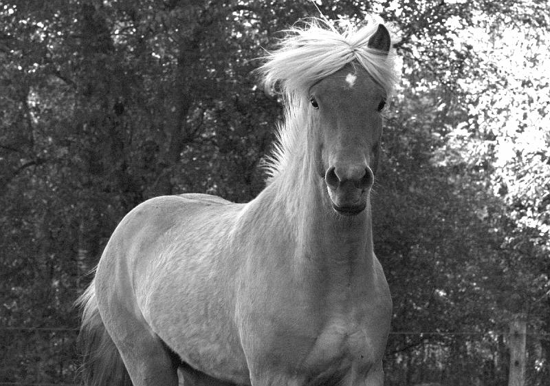 Valur von Heidmoor.jpg